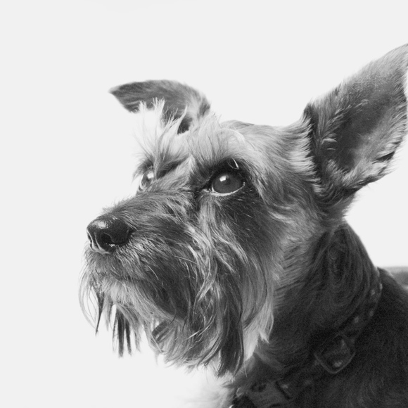 Meet your Posher, Rocio - Picture 5 of 5